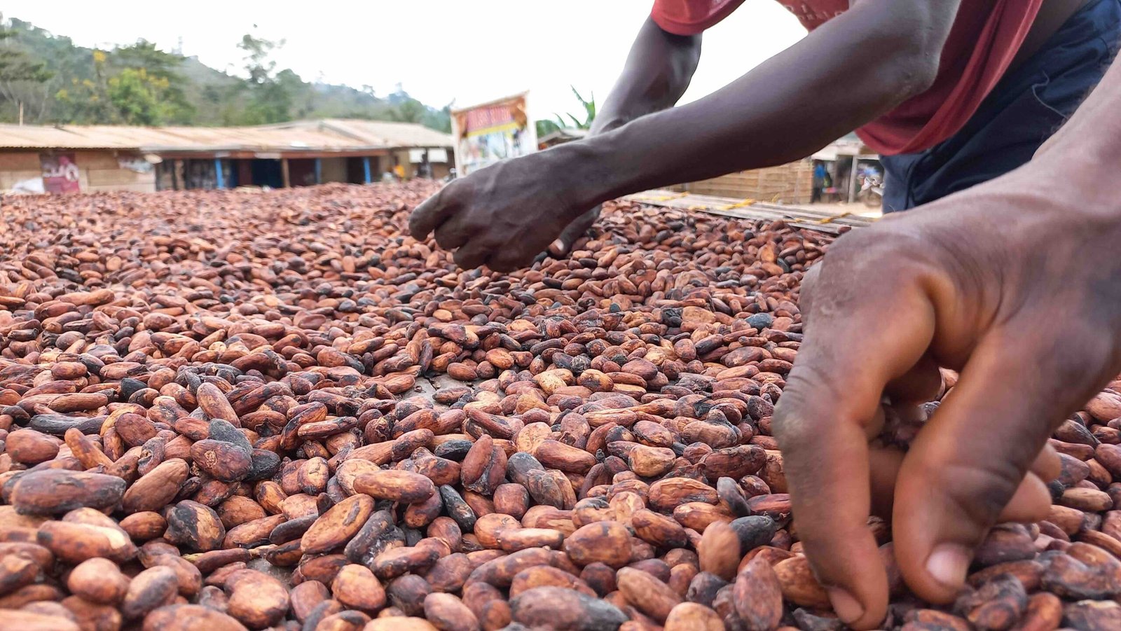 Cocoa-Beans-Picking-Cocoa-Post-scaled Cocoa-Beans-Picking-Cocoa-Post-scaled